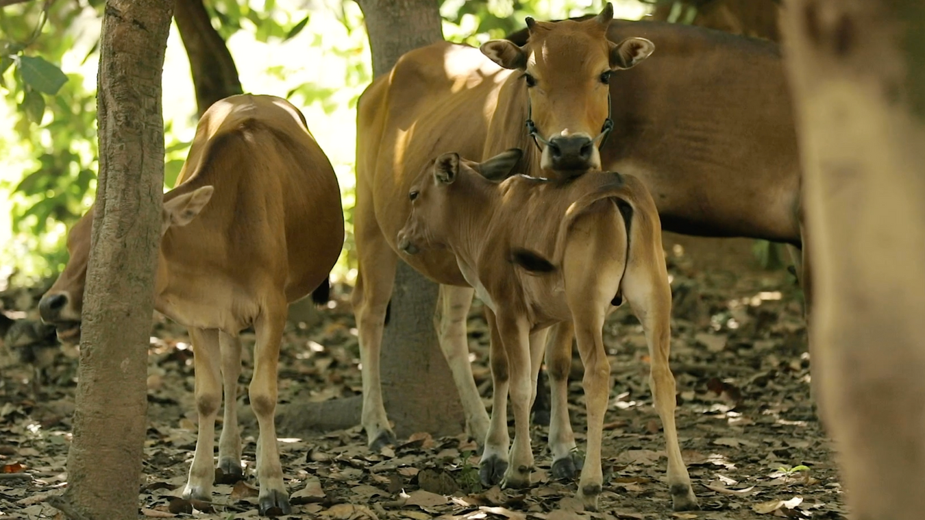 BBC Media Action, ANIMAL HUSBANDRY | Cambodia